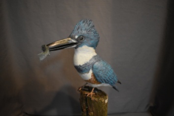 Life sized King Fisher, 400.00$